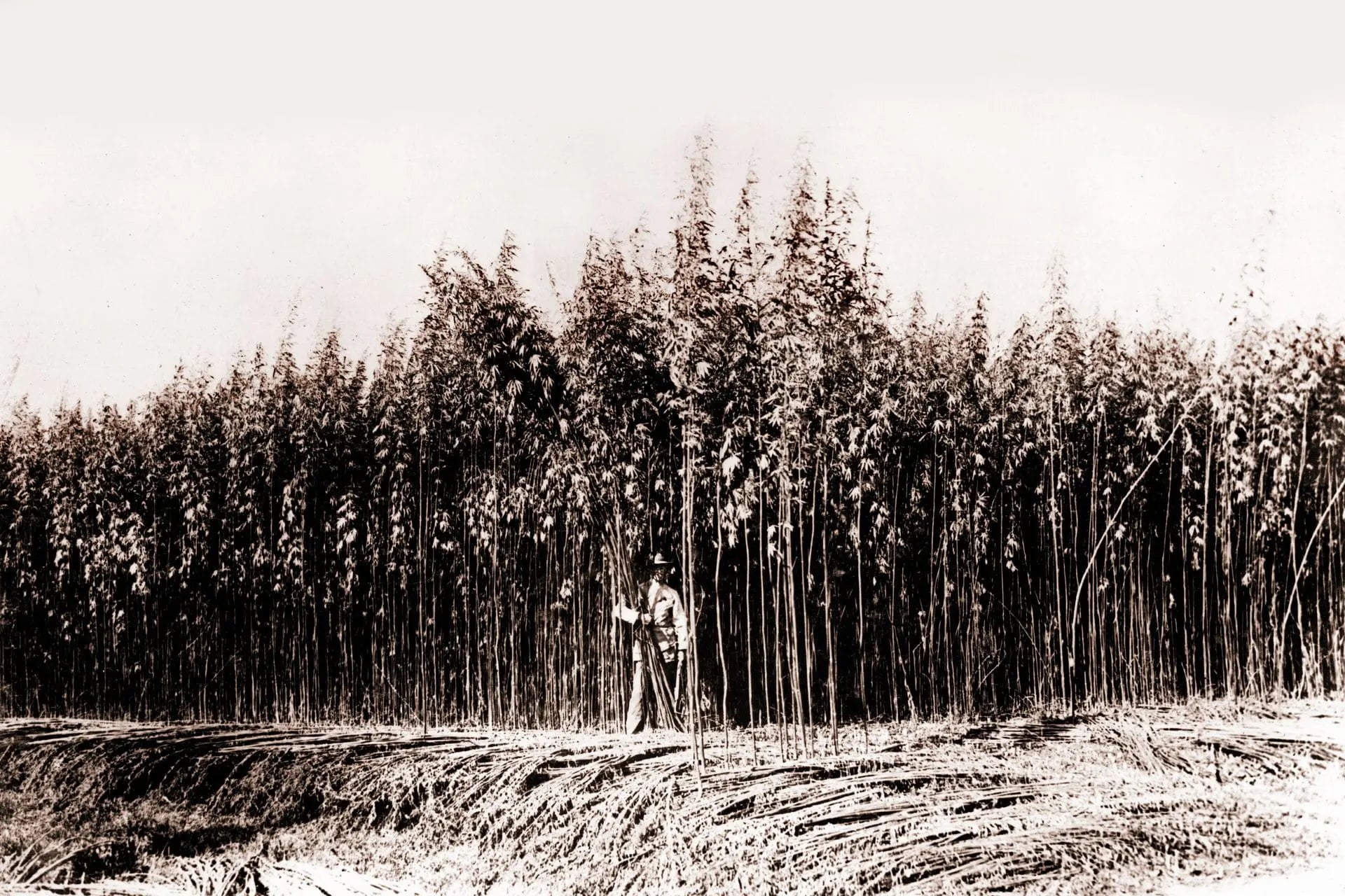 Cannabis Through the Ages: A Historical Perspective on a Controversial Plant