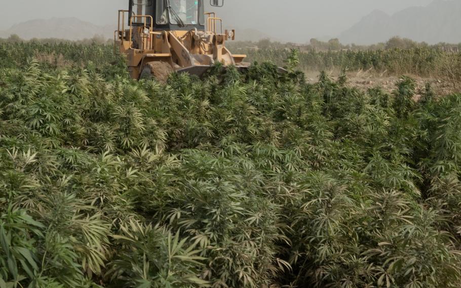 The History of Cannabis Cultivation, Processing, and Use in Morocco