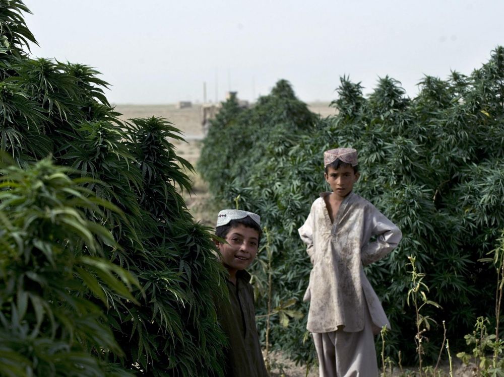 The History of Cannabis Cultivation, Processing, and Use in Afghanistan