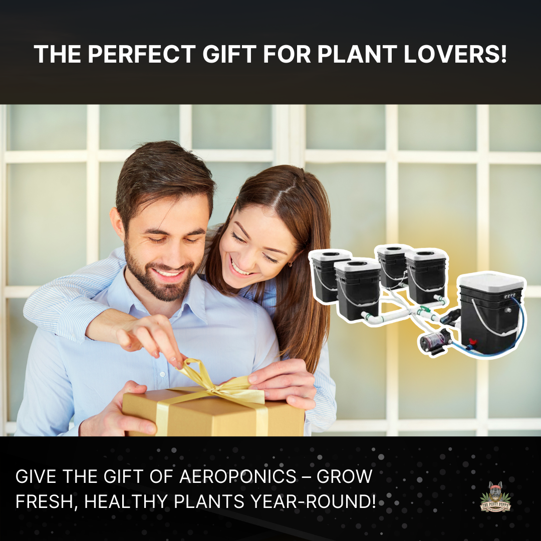 AEROPONIC rDWC Systems perfect for plant lovers