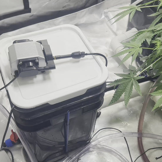 Deep water culture rDWC full four site hydroponic weed system.