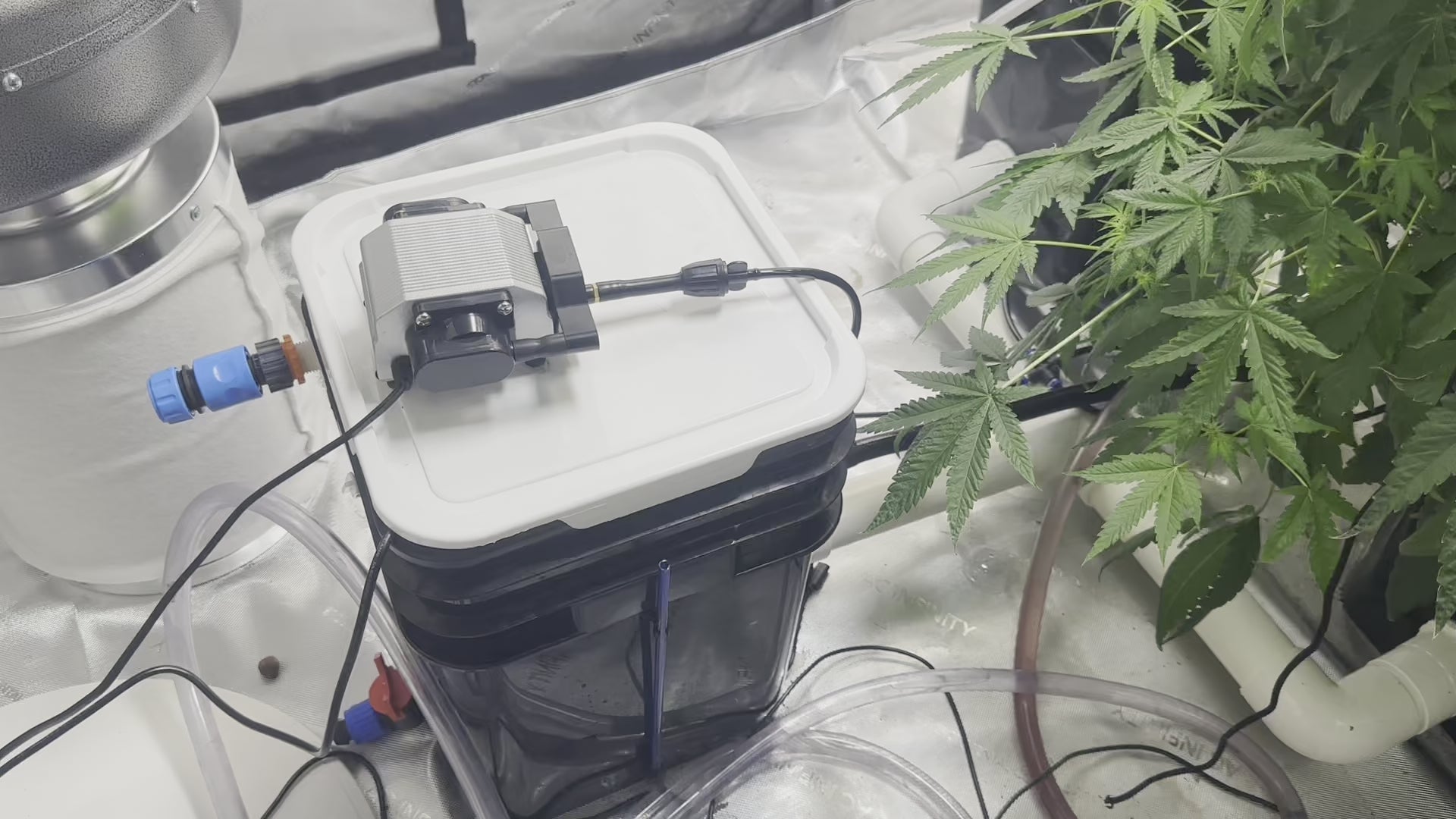 Deep water culture rDWC full four site hydroponic weed system.